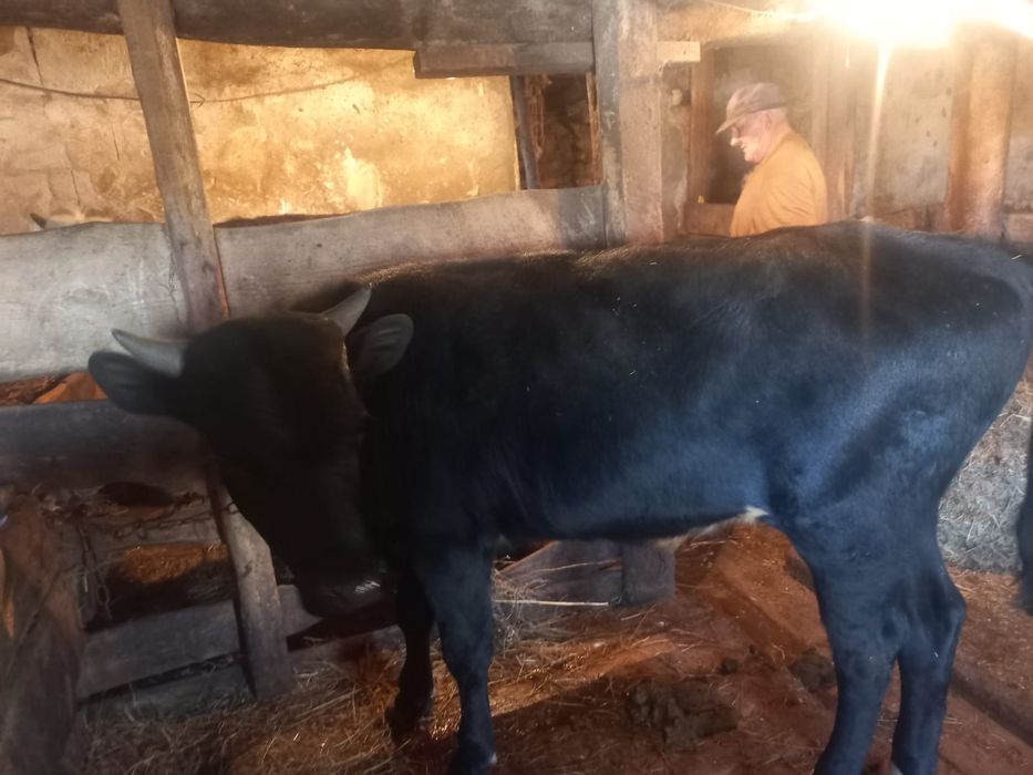 Продам телят подробности по телефону