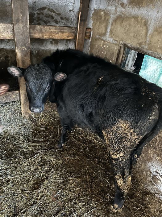 Продам быков молодняк