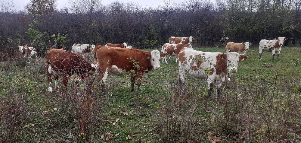 Tăurași 5 x 6200 bucată x 3 juninci