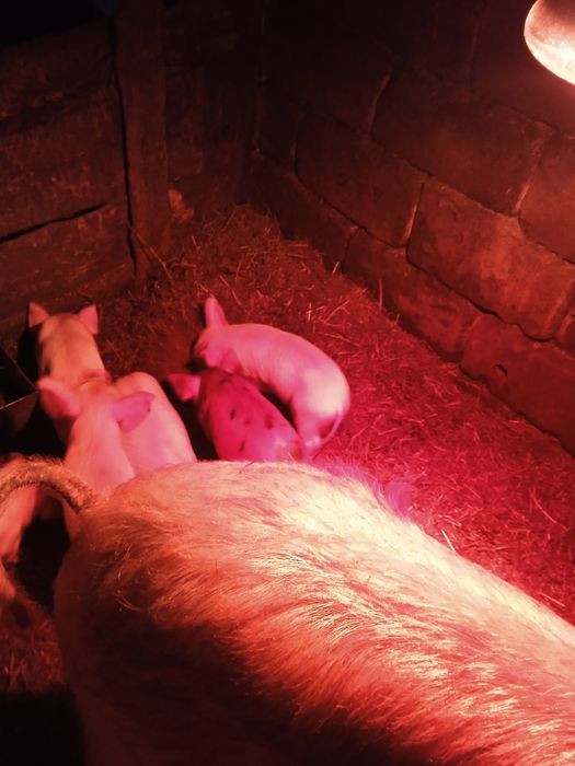 Продам поросят 1 месяц