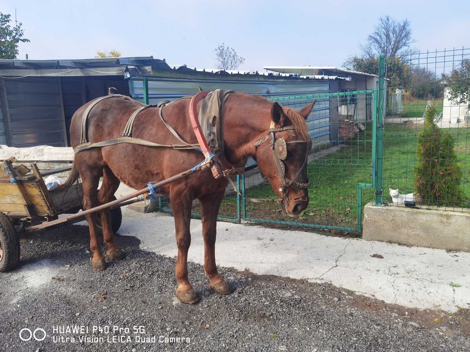 Кобила 155 см висока