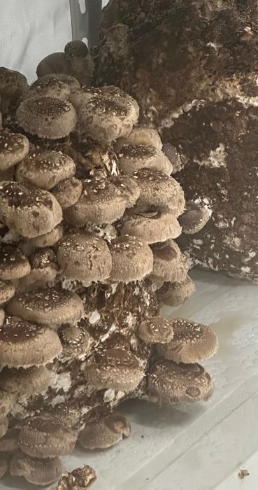 Ciupercarie URBAN Brașov (sau mutarea rapida)