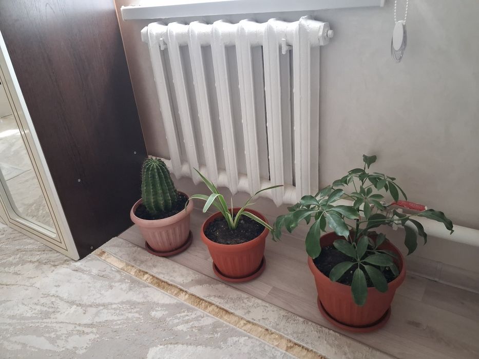 Продаётся комнатные ухоженные цветы