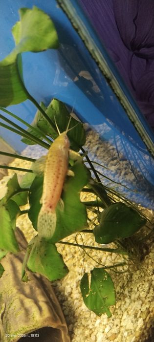 Продам аквариум 100л +-