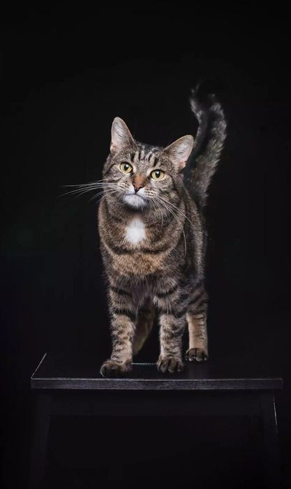 Eng zo'r va eng sara parodali mushukchalar