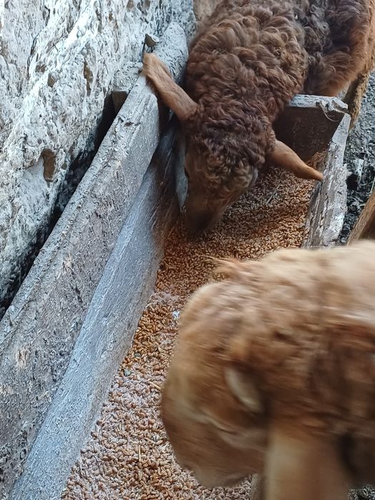 Еркек қозы сатылады