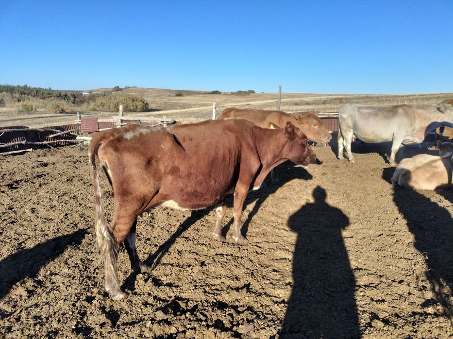 Анна Семенович бюстгальтерсіз порно видео
