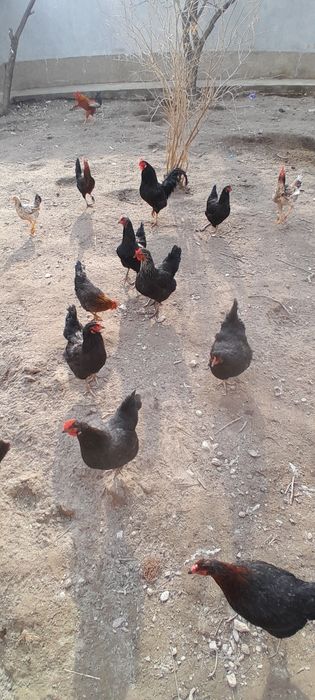 Жӯжалар сотилади