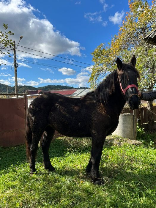 Manz de 2 ani de vanzare învățat la ham