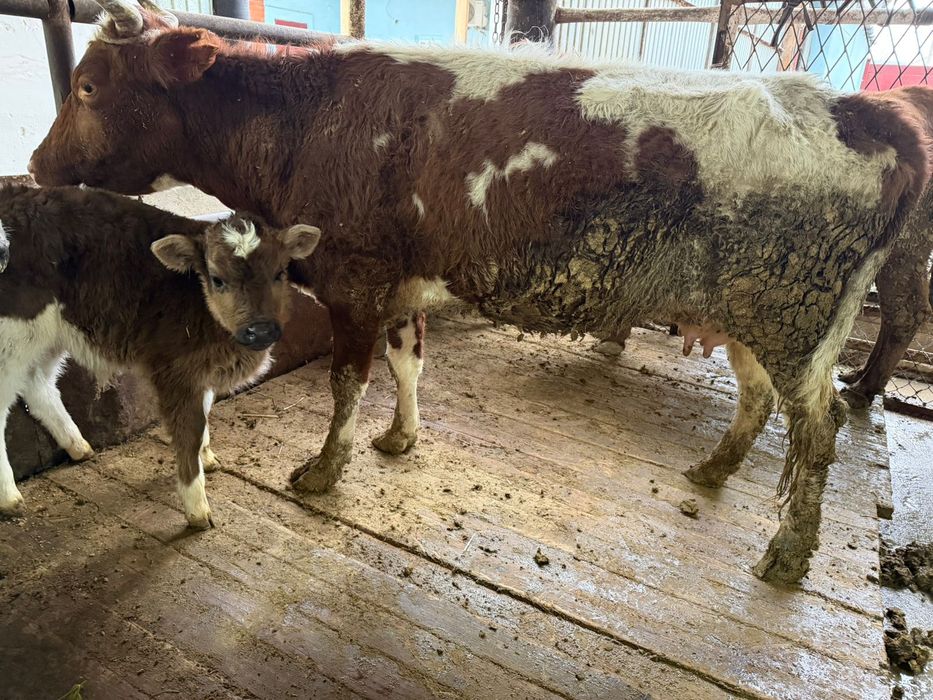 Сары ала Екінші тума Қашар