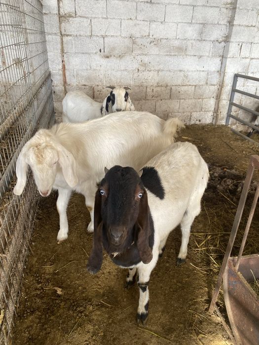 Продам коз молочный