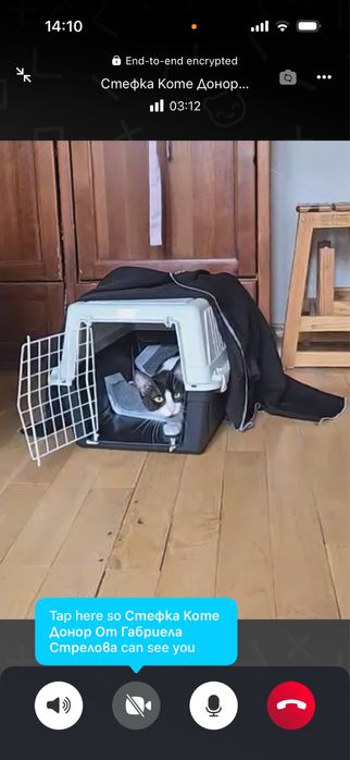 Женско коте на 9 месеца търси дом