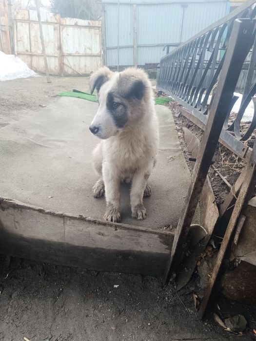 Продам срочно собаку