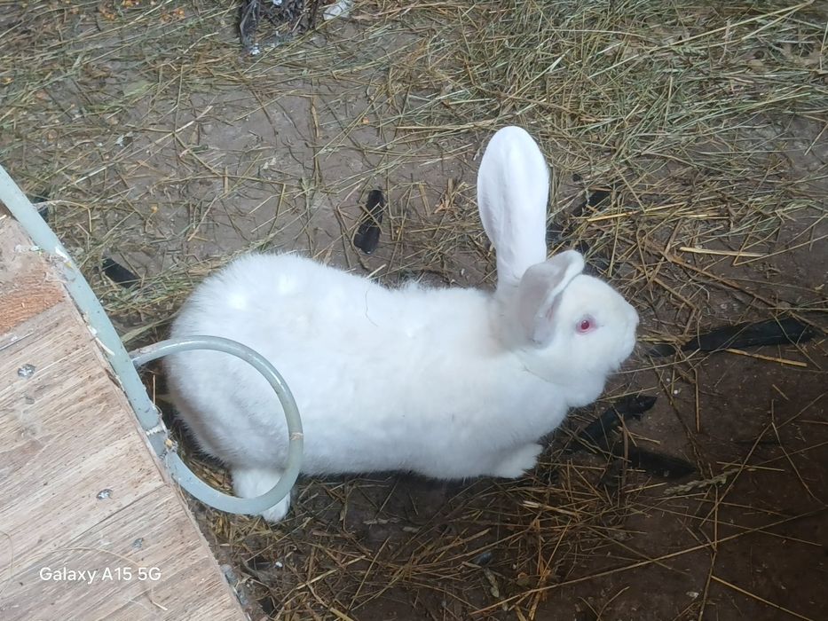 Vând iepuri uriași german