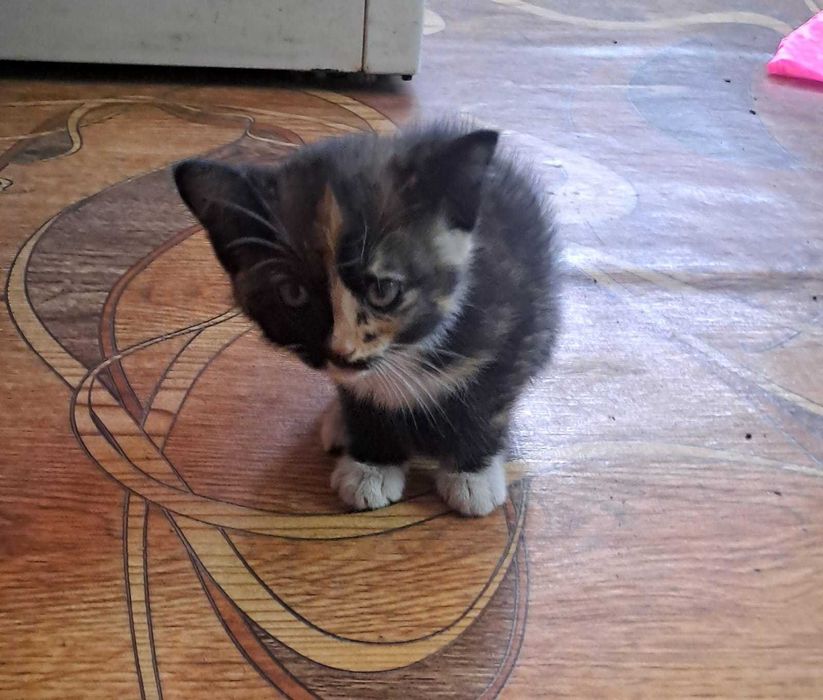 котята в хорошие руки