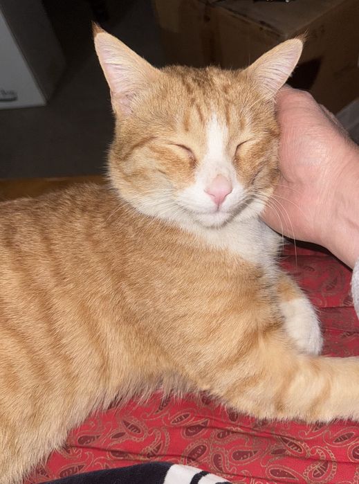 Пристройство в хорошие руки с ненавязчивым отслеживанием судьбы