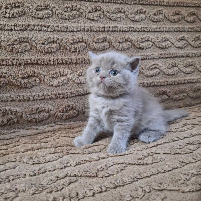 Продаются котята