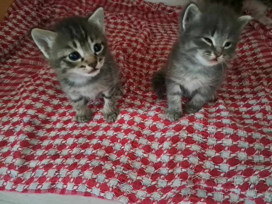 4 котят. Трое мальчиков и одна девочка