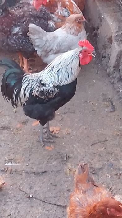 Cocoși comuni de vânzare