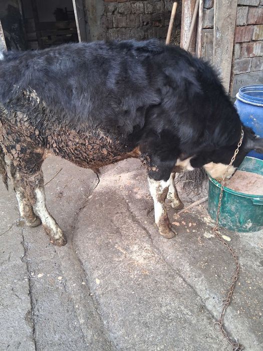 Vitel de vanzare de 6 luni