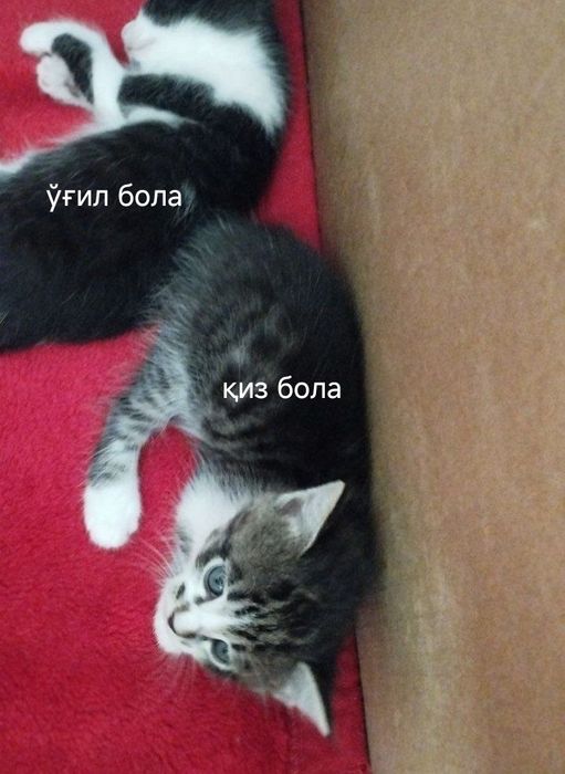 Уй мушугини боллари