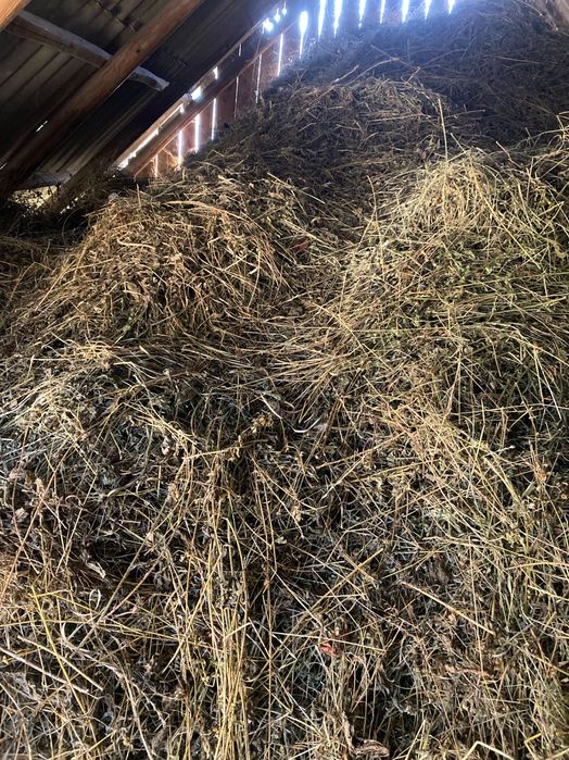 Vând fân amestecat cu lucernă