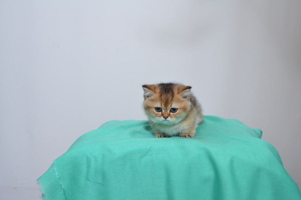 Скотиш килт(манчкин),девочка