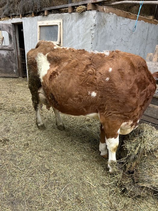 Vand Vaca buna de lapte!!