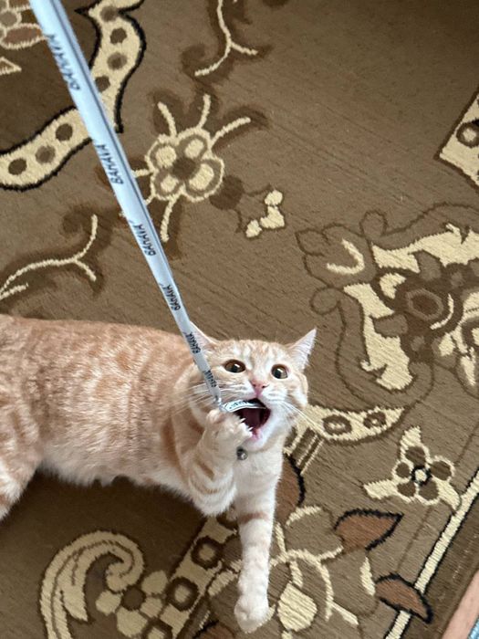 Кот по кличке Рыжик