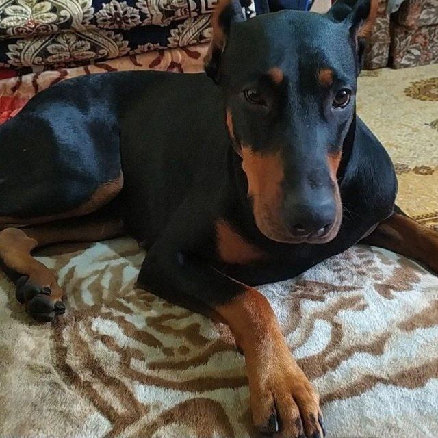 Доберманы 2 месяца