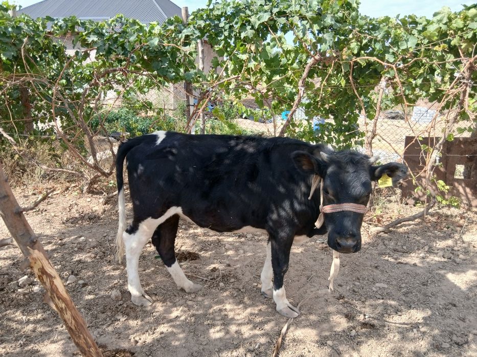 Таналар, Телята ,