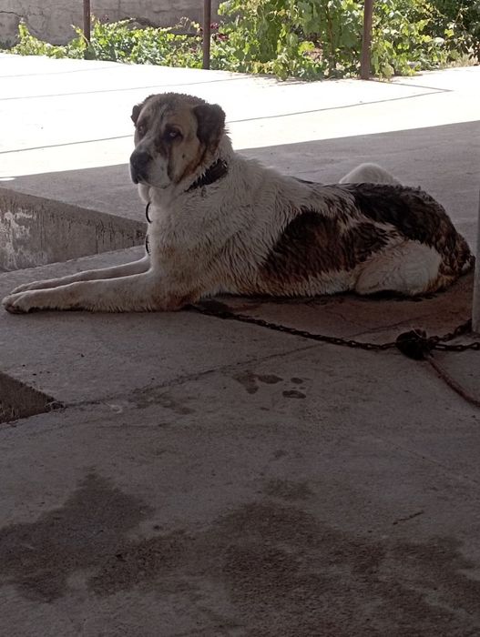 Алабай на вязку.