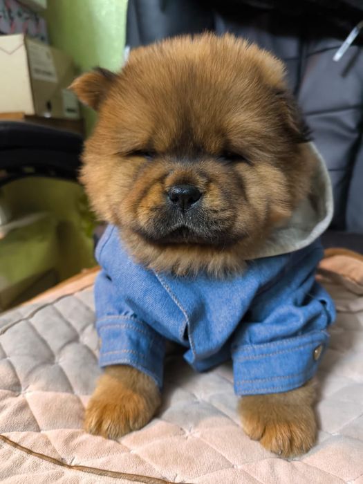 Чау чау щенки , клубные(привиты,клубные документы)