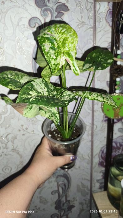 Сингониумы сортовые