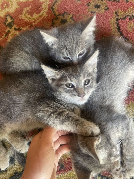 Отдам котят в хорошие руки мой номер