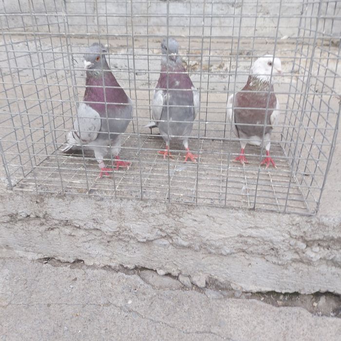 Краснамрамор 2чубати 1 лиси