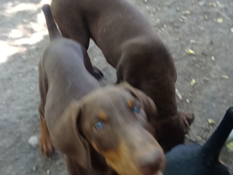 Щенки Доберманы ))