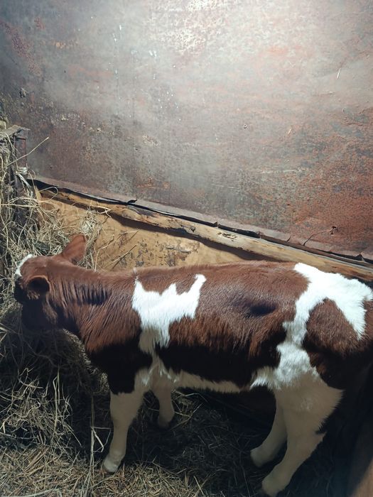 Продам тёлочку 1 месяц