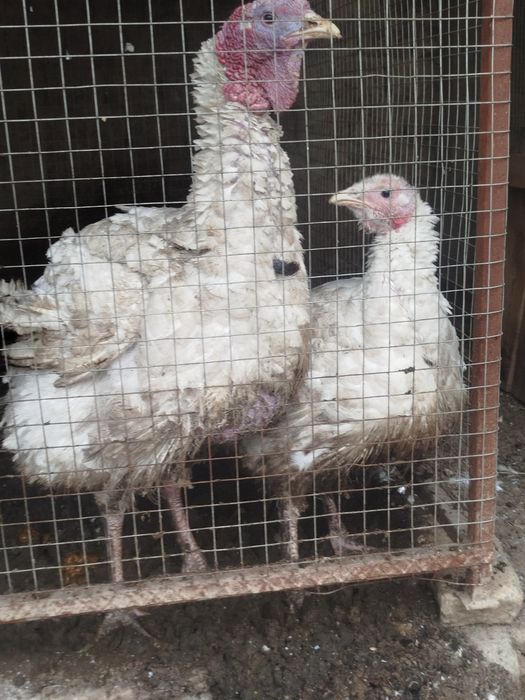 Биг курка Бир аел ва эркак кг 15+- келога хам келишамиз