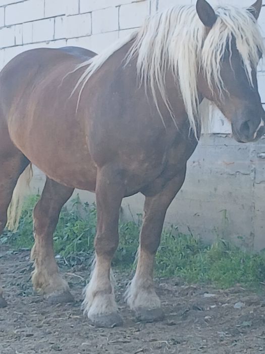 Vând iapă de 4 ani.