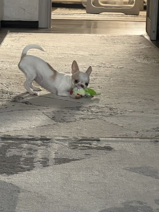 Продам щенка Мини Чихуахуа бэбифейс