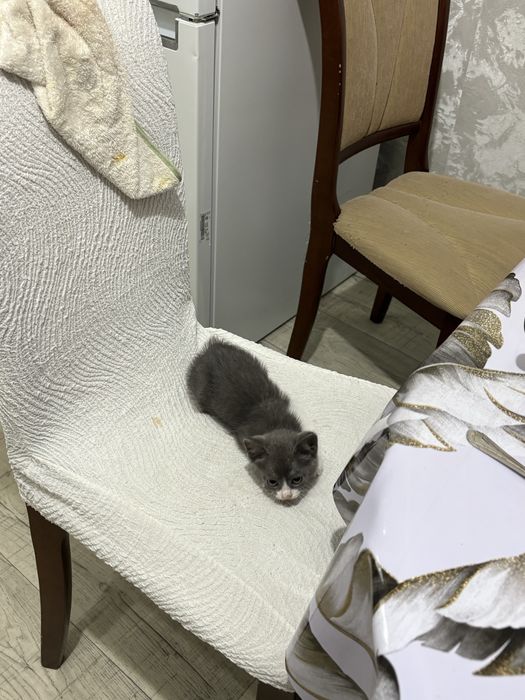 Котенок бесплатно