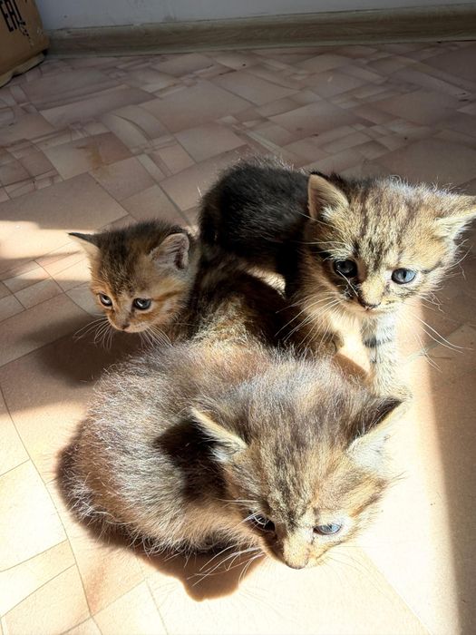 Отдам котят в добрые руки