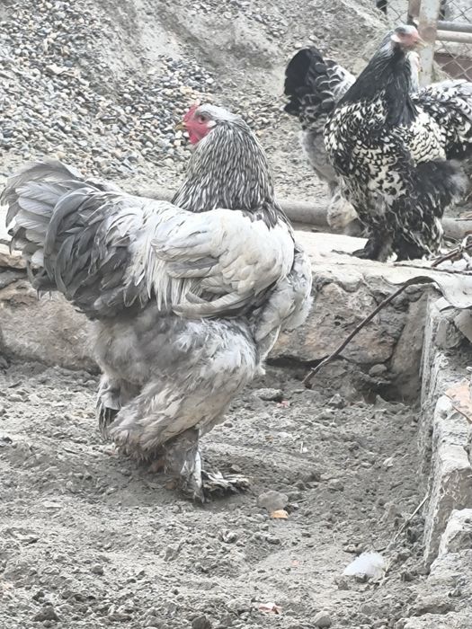 Брама тувук ва хурозлар