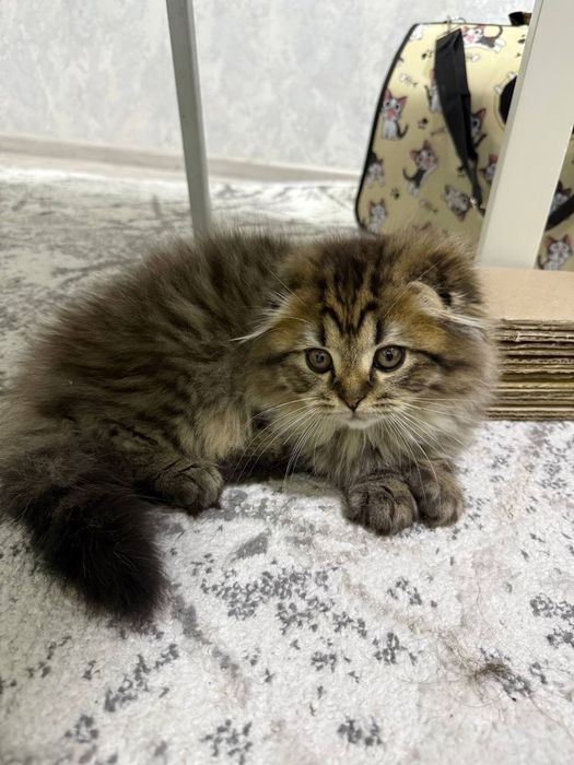 Mushukchalar sotiladi!!!