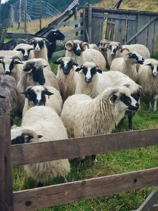 Vând optsprezece  oi și doi berbeci breji