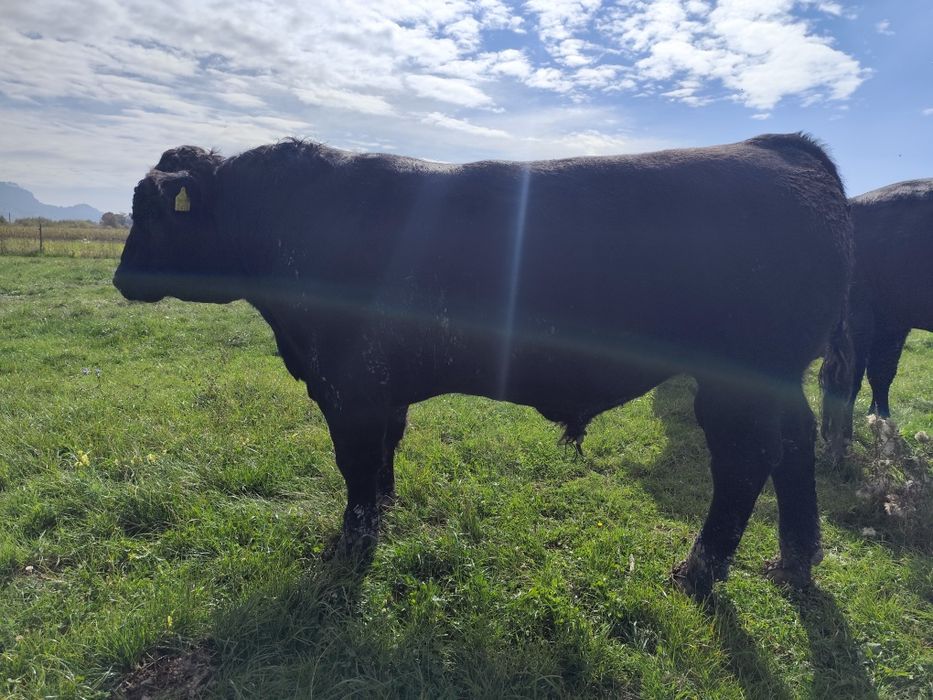Tauri Aberdeen Angus