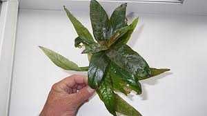 гупешки - гупешки