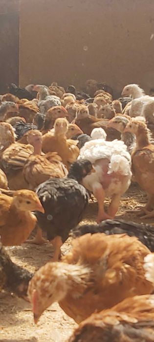 Ferma de pui cu livrare la domiciliu