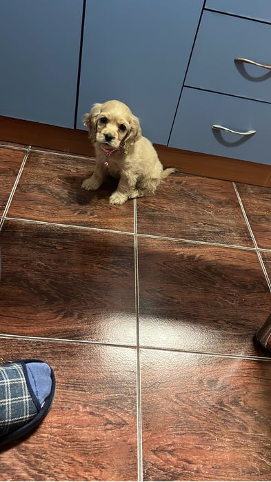 Щенок Американского Кокер Спаниель